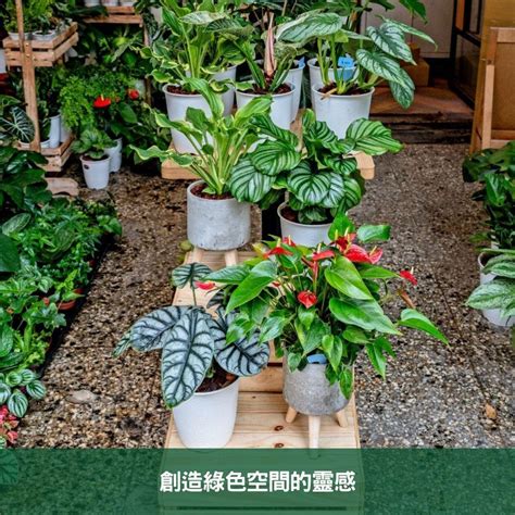 室內 觀葉植物|2024年室內觀葉植物精選與專業養護指南 